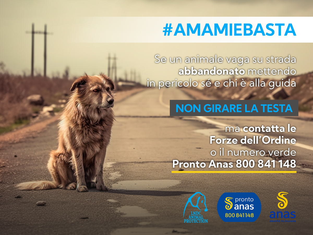 Sicurezza stradale: riparte la campagna #AMAMIeBASTA contro l’abbandono degli animali