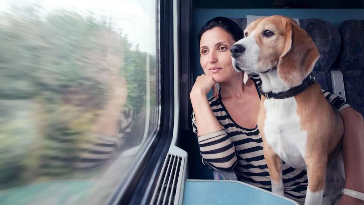 Trenitalia: treni gratis per i cani durante le feste