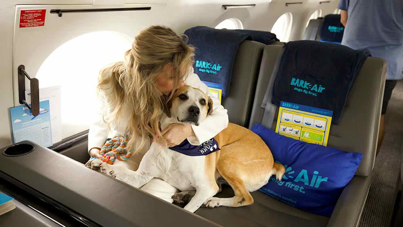 Voli: cani in cabina senza trasportino a bordo degli aerei Bark Air