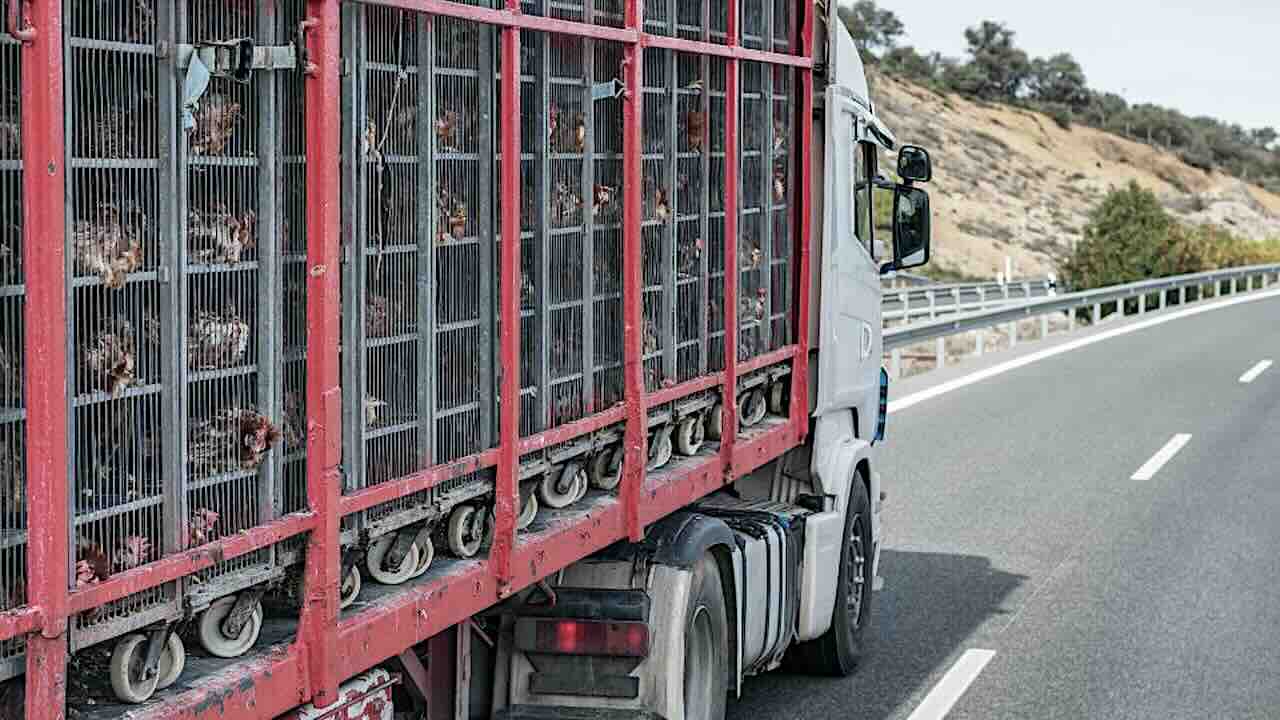 Autotrasporto: trasporto animali vivi escluso da tempi di guida e riposo tachigrafo